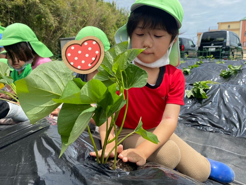 みどり芋の苗植え 市浜こども園