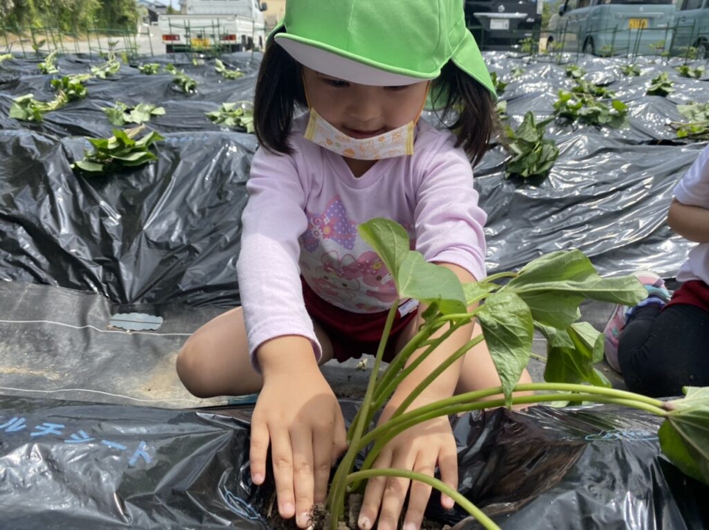 みどり芋の苗植え 市浜こども園